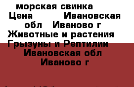 морская свинка !!! › Цена ­ 800 - Ивановская обл., Иваново г. Животные и растения » Грызуны и Рептилии   . Ивановская обл.,Иваново г.